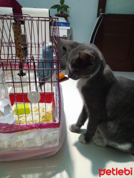 Tekir Kedi, Kedi  bulut fotoğrafı