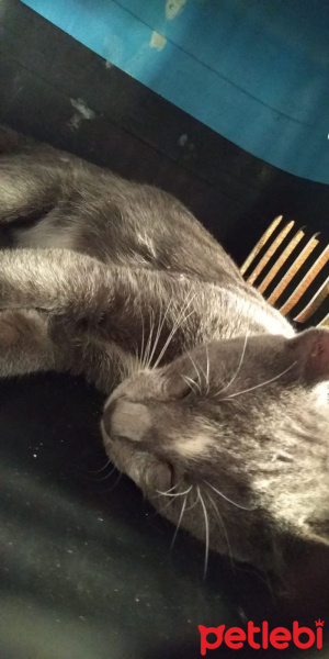 Tekir Kedi, Kedi  bulut fotoğrafı