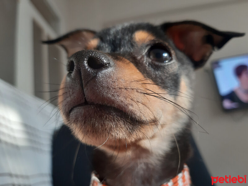 Minyatür Pinscher, Köpek  Duman fotoğrafı