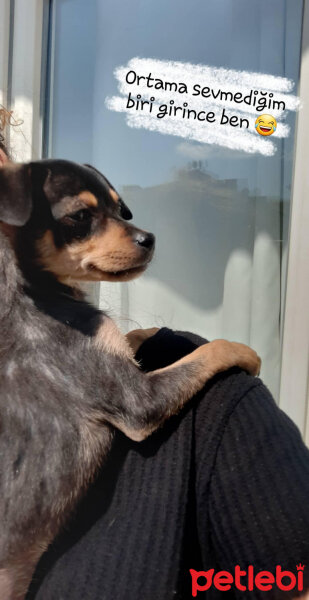 Minyatür Pinscher, Köpek  Duman fotoğrafı