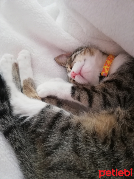 Tekir Kedi, Kedi  Asuman fotoğrafı