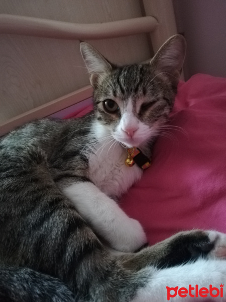Tekir Kedi, Kedi  Asuman fotoğrafı