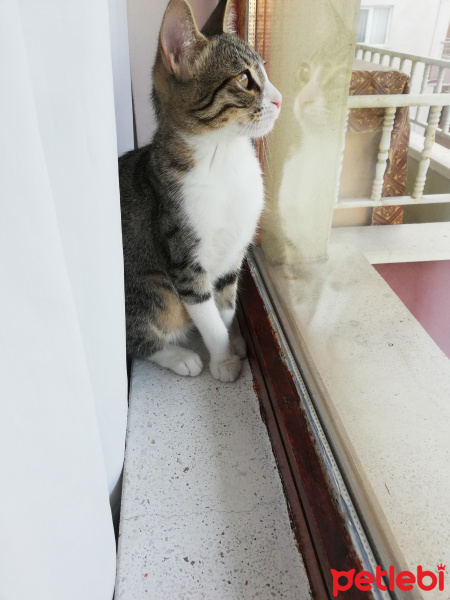 Tekir Kedi, Kedi  Asuman fotoğrafı