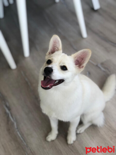 Finnish Spitz, Köpek  Eros fotoğrafı