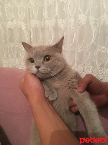 British Shorthair, Kedi  Sultan fotoğrafı