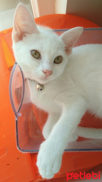 Ankara Kedisi, Kedi  sağır sultan fotoğrafı