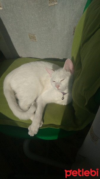 Ankara Kedisi, Kedi  sağır sultan fotoğrafı