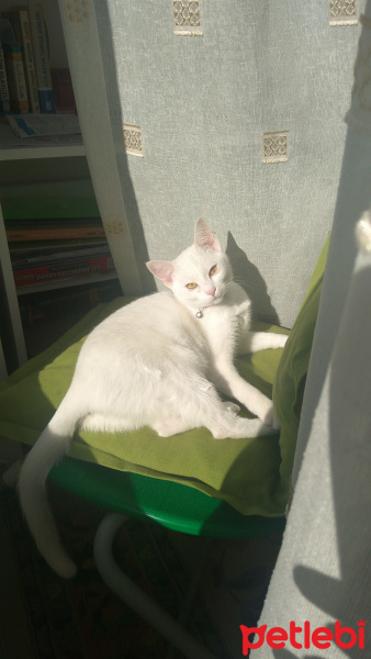 Ankara Kedisi, Kedi  sağır sultan fotoğrafı