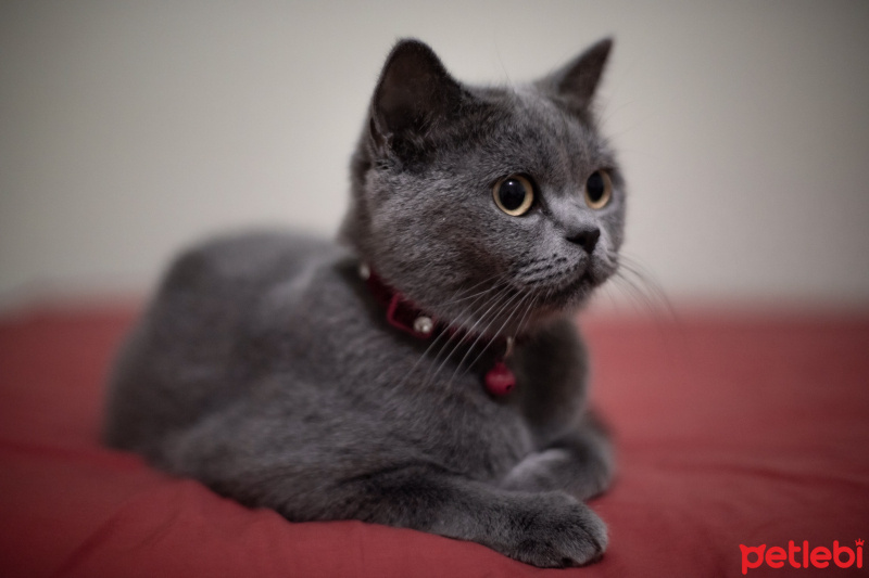 British Shorthair, Kedi  Cemile fotoğrafı