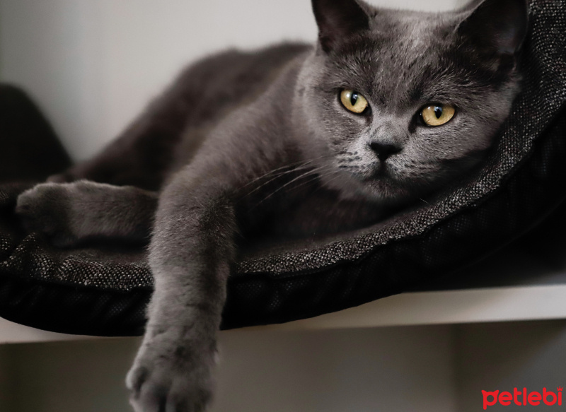 British Shorthair, Kedi  Cemile fotoğrafı
