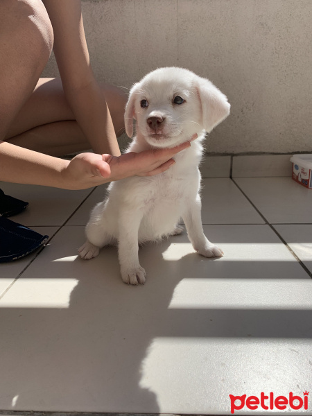 Russian Spaniel, Köpek  Lucy fotoğrafı