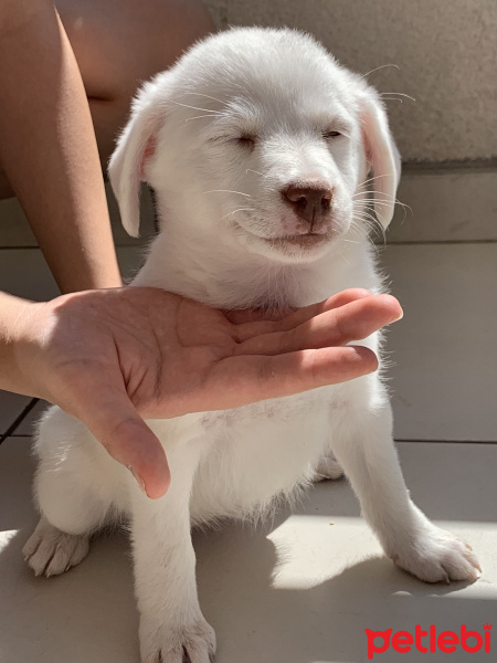 Russian Spaniel, Köpek  Lucy fotoğrafı