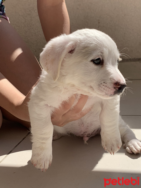 Russian Spaniel, Köpek  Charlie fotoğrafı