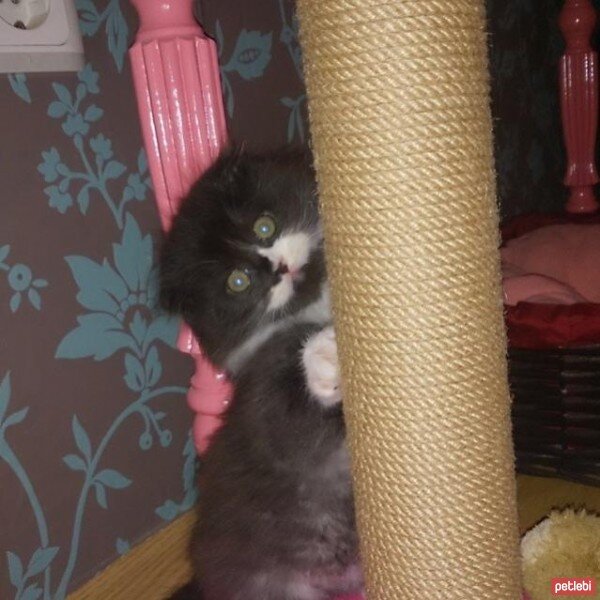 Scottish Fold, Kedi  Bambu  fotoğrafı