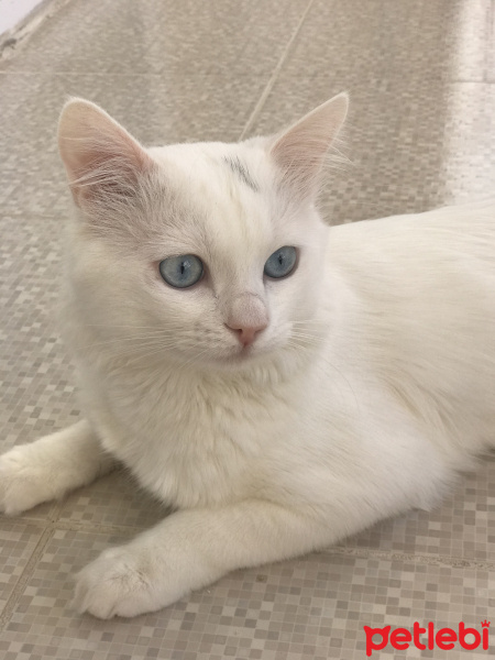 Van Kedisi, Kedi  Paşa fotoğrafı