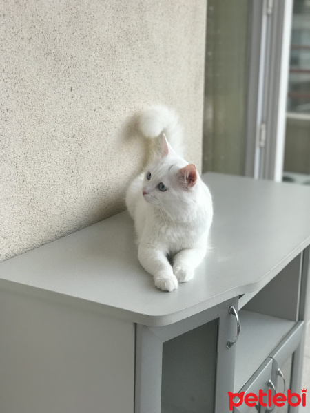 Van Kedisi, Kedi  Paşa fotoğrafı