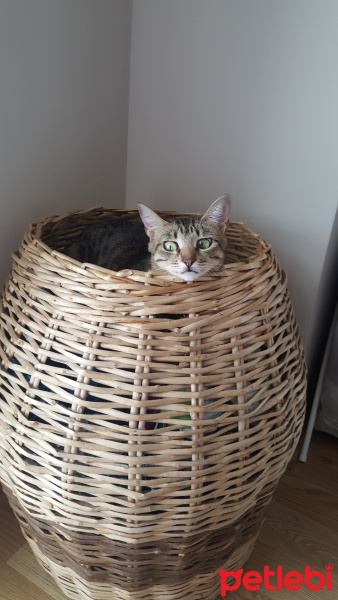 Tekir Kedi, Kedi  Maru fotoğrafı