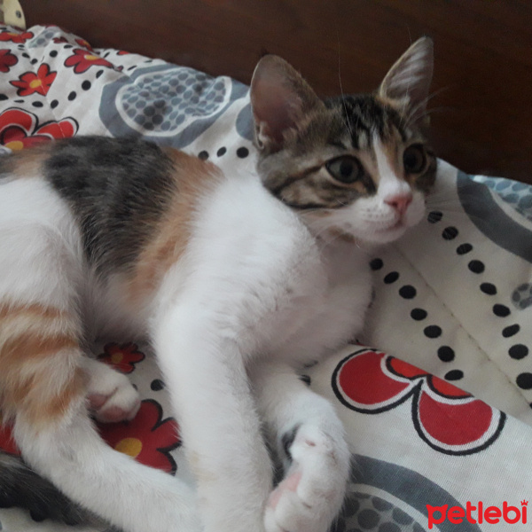Tekir Kedi, Kedi  Hürrem fotoğrafı
