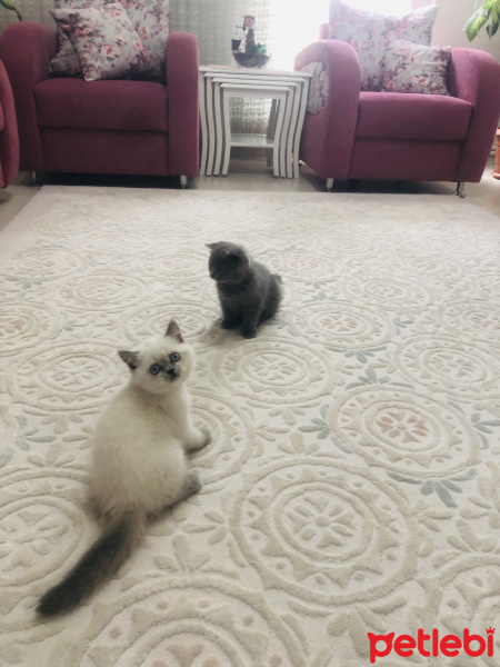 Scottish Fold, Kedi  Leo fotoğrafı