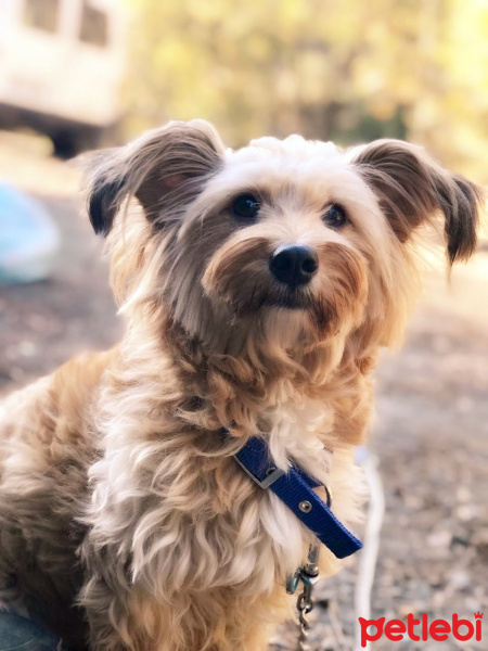 Maltese, Köpek  Ponçik fotoğrafı