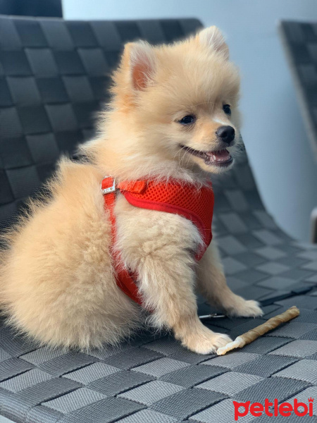 Pomeranyalı, Köpek  Buddy fotoğrafı