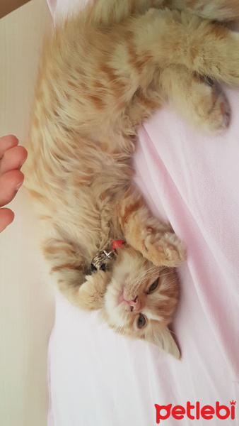 Sarman, Kedi  Çedar fotoğrafı