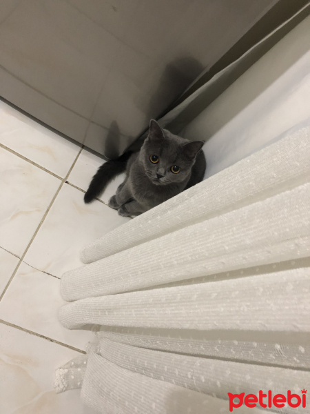 British Shorthair, Kedi  Mıncır fotoğrafı