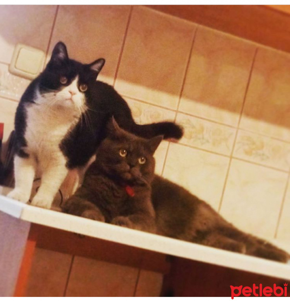 İran Kedisi (Persian), Kedi  Zeytin ve poyraz fotoğrafı