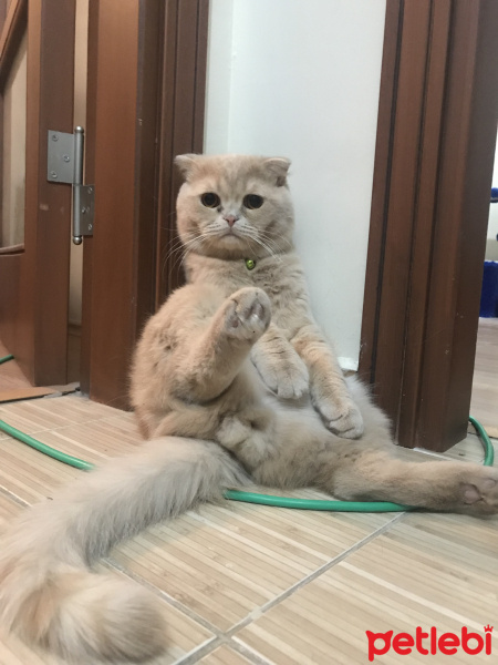 Scottish Fold, Kedi  Badem fotoğrafı