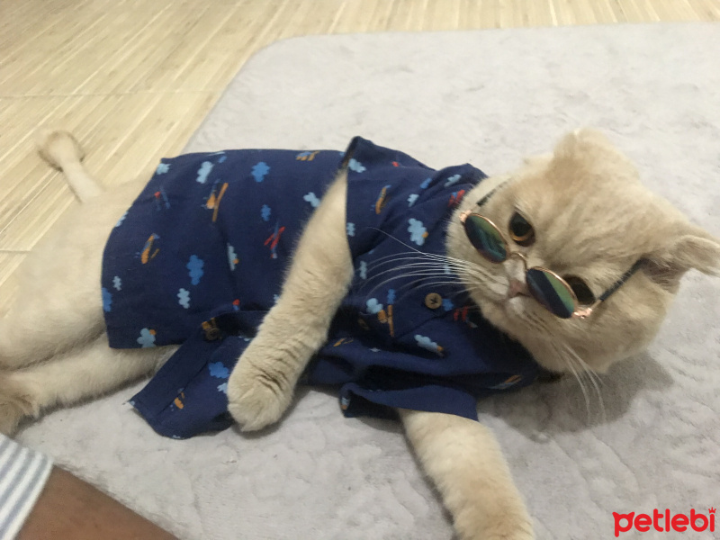 Scottish Fold, Kedi  Badem fotoğrafı