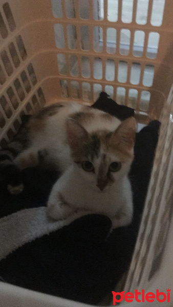 Tekir Kedi, Kedi  Minnoş fotoğrafı
