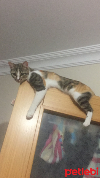 Manx, Kedi  Mırmır fotoğrafı