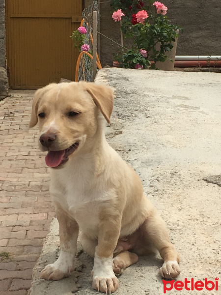 Jack Russell Terrier, Köpek  Paşa fotoğrafı
