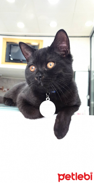 British Shorthair, Kedi  Karam fotoğrafı