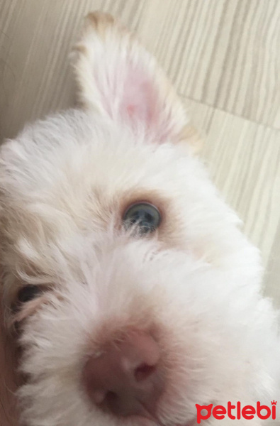 Maltese, Köpek  Dobby fotoğrafı