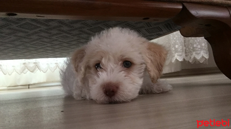 Maltese, Köpek  Dobby fotoğrafı