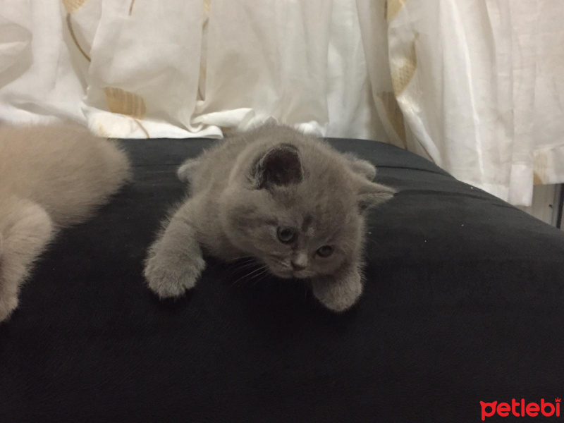 British Shorthair, Kedi  şemistan fotoğrafı