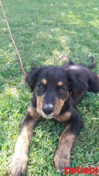 Bernese Dağ Köpeği, Köpek  Lucy fotoğrafı