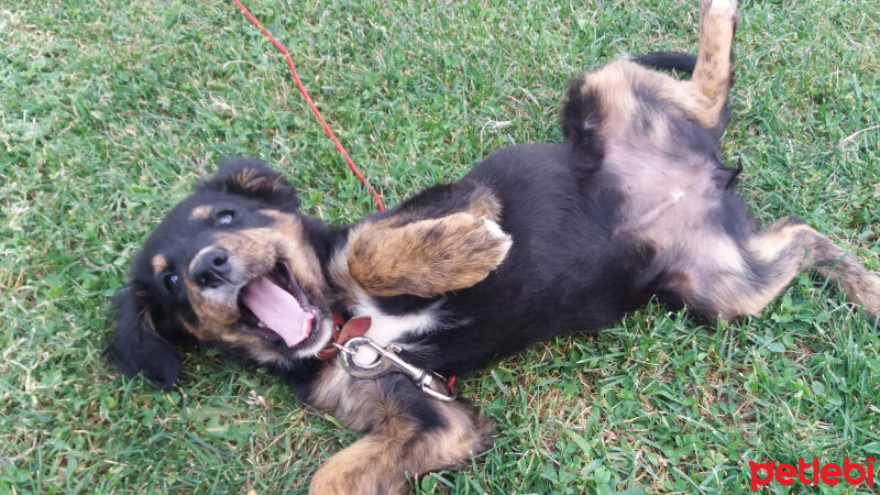 Bernese Dağ Köpeği, Köpek  Lucy fotoğrafı