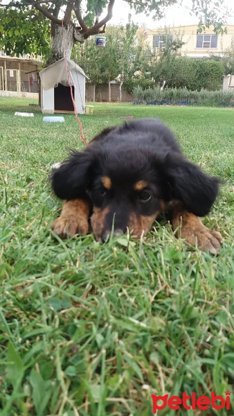 Bernese Dağ Köpeği, Köpek  Lucy fotoğrafı