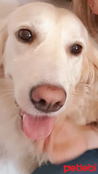 Golden Retriever, Köpek  şanslı fotoğrafı
