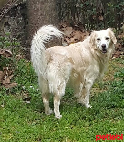 Golden Retriever, Köpek  şanslı fotoğrafı