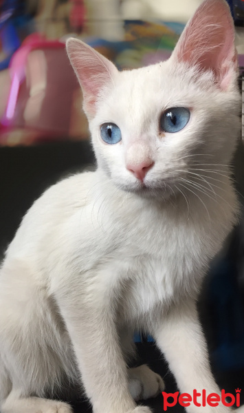 Van Kedisi, Kedi  Mavişş fotoğrafı