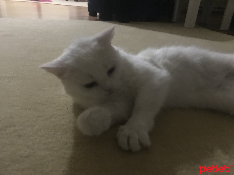 Van Kedisi, Kedi  Whiskey fotoğrafı