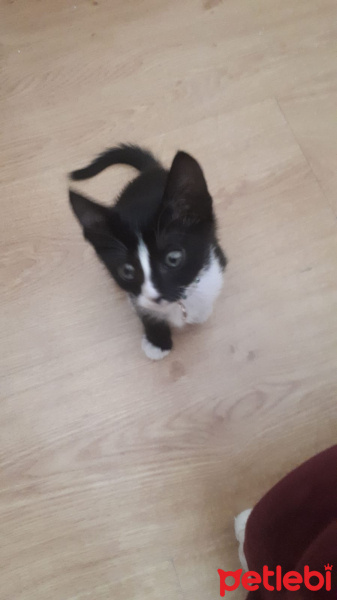 Tekir Kedi, Kedi  Mia fotoğrafı