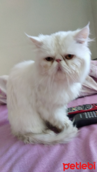 İran Kedisi (Persian), Kedi  Paris fotoğrafı