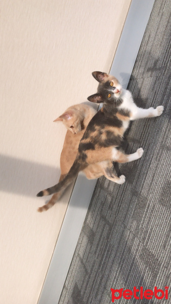 Tekir Kedi, Kedi  Tonny fotoğrafı