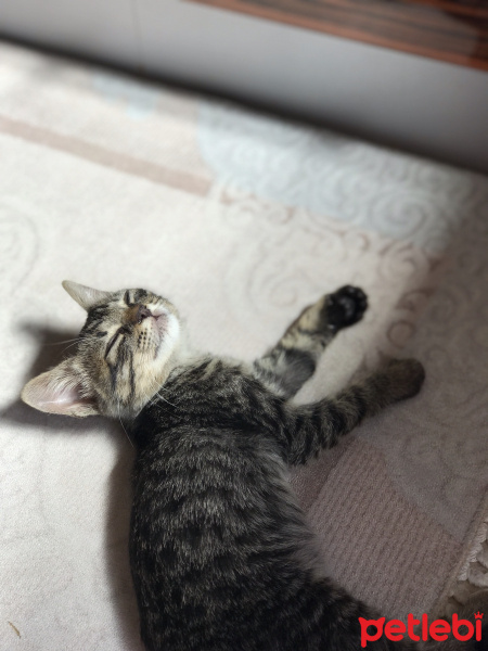 Tekir Kedi, Kedi  Badem fotoğrafı