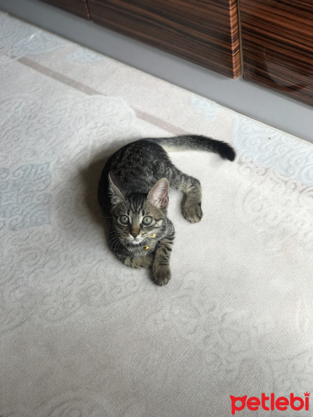 Tekir Kedi, Kedi  Badem fotoğrafı