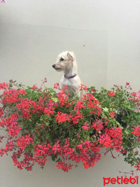 Golden Retriever, Köpek  ÇaÇa fotoğrafı